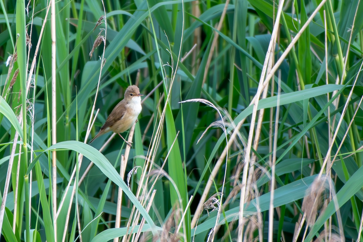 Common Reed Warbler - ML619894263