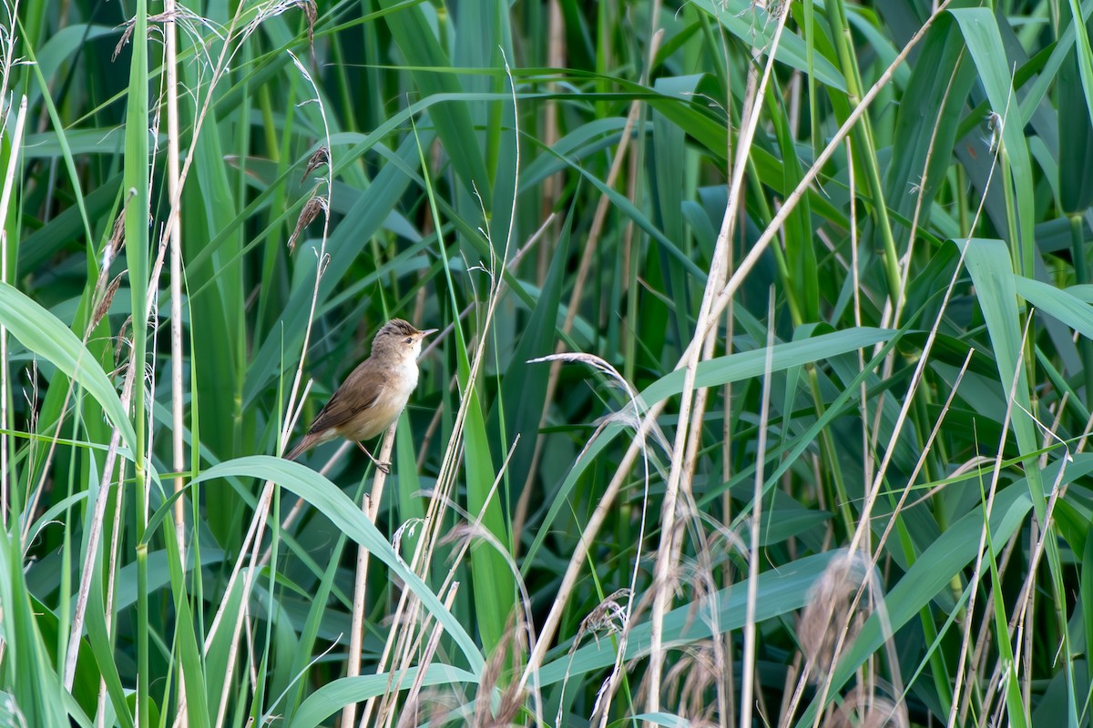 Common Reed Warbler - ML619894264