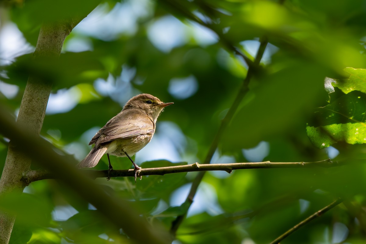 Common Chiffchaff - ML619894268