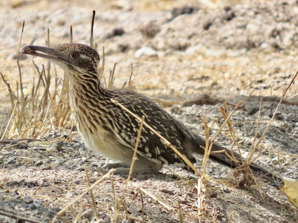 Greater Roadrunner - Roy Howard