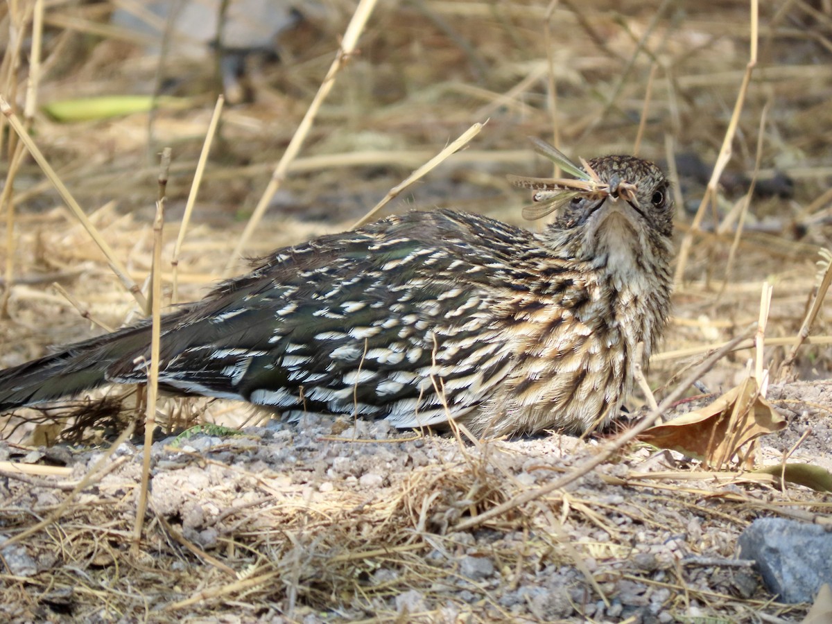 Greater Roadrunner - Roy Howard