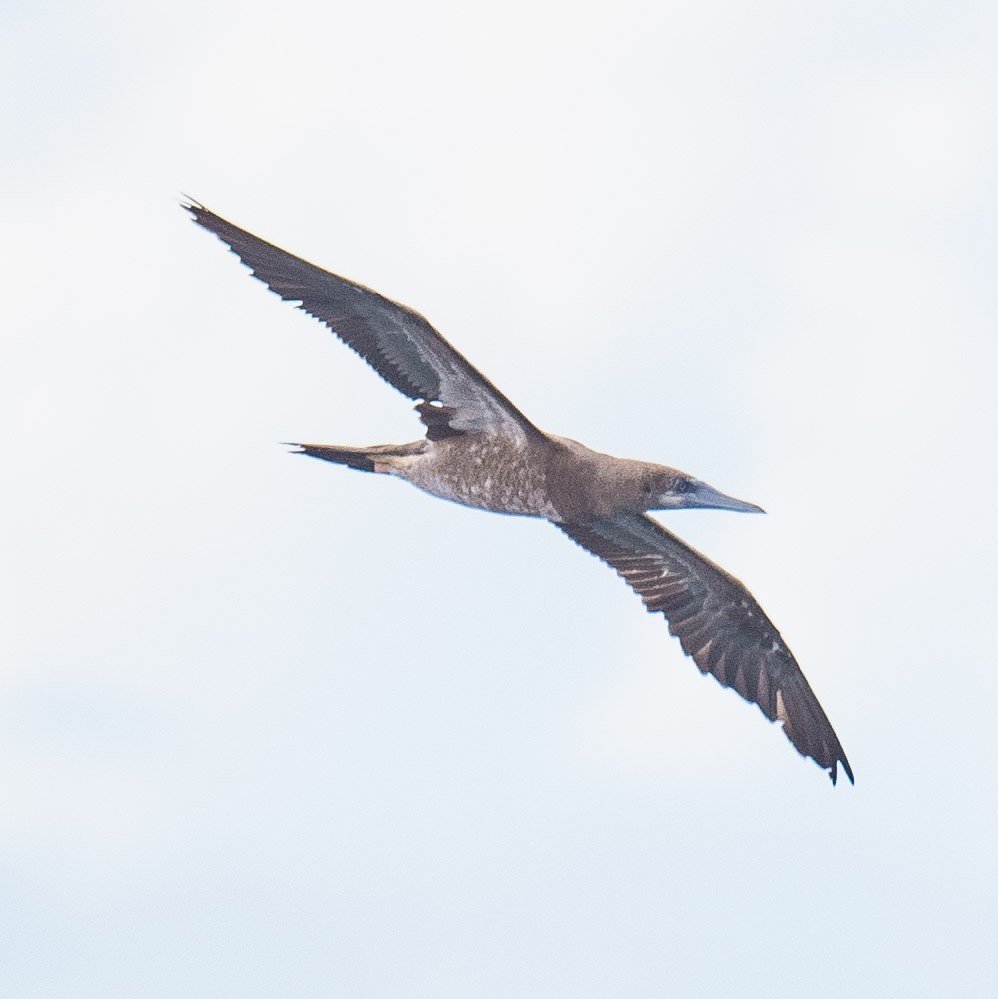 Brown Booby - ML619894275