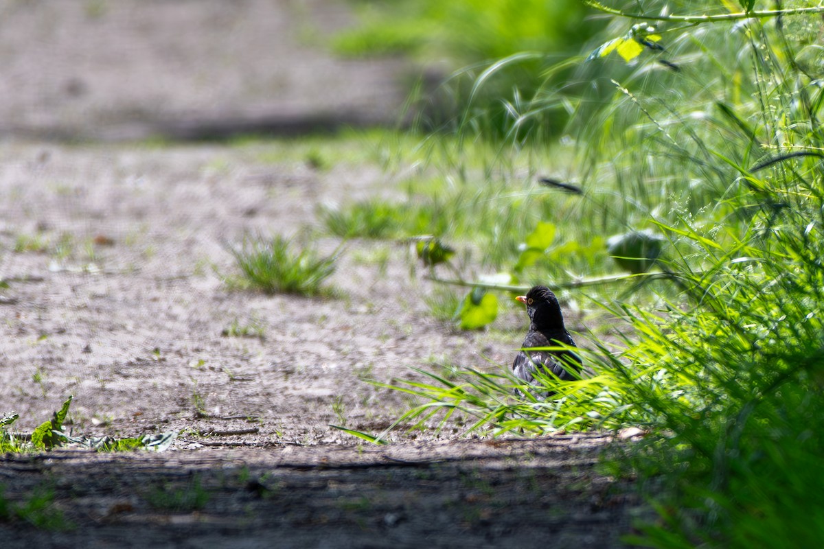 Eurasian Blackbird - ML619894278