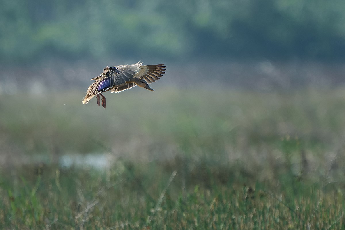 Mottled Duck - ML619894295