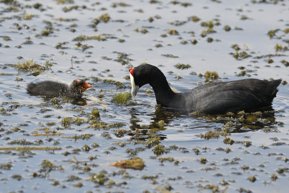 Red-knobbed Coot - ML619894296