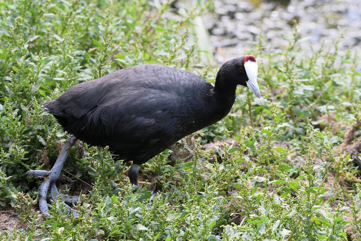 Red-knobbed Coot - ML619894297