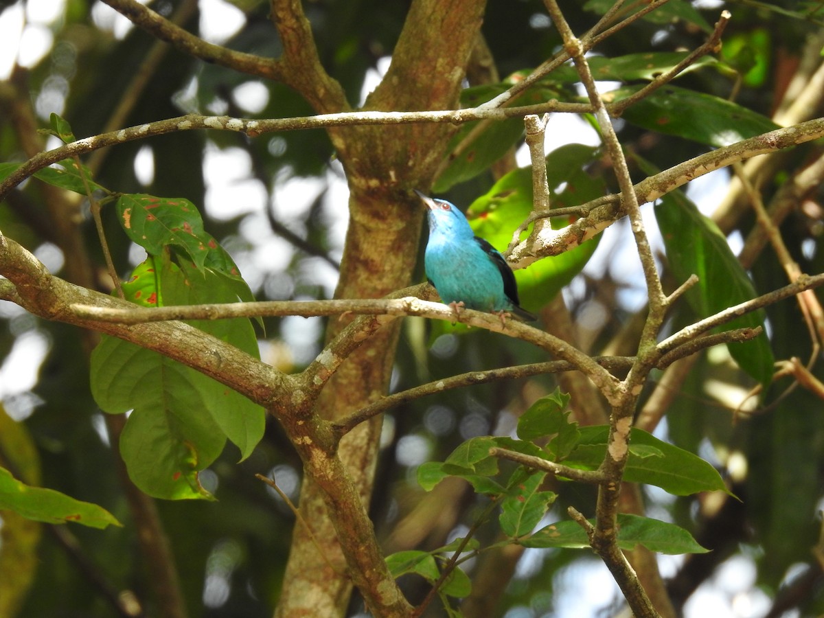 Blue Dacnis - ML619894302