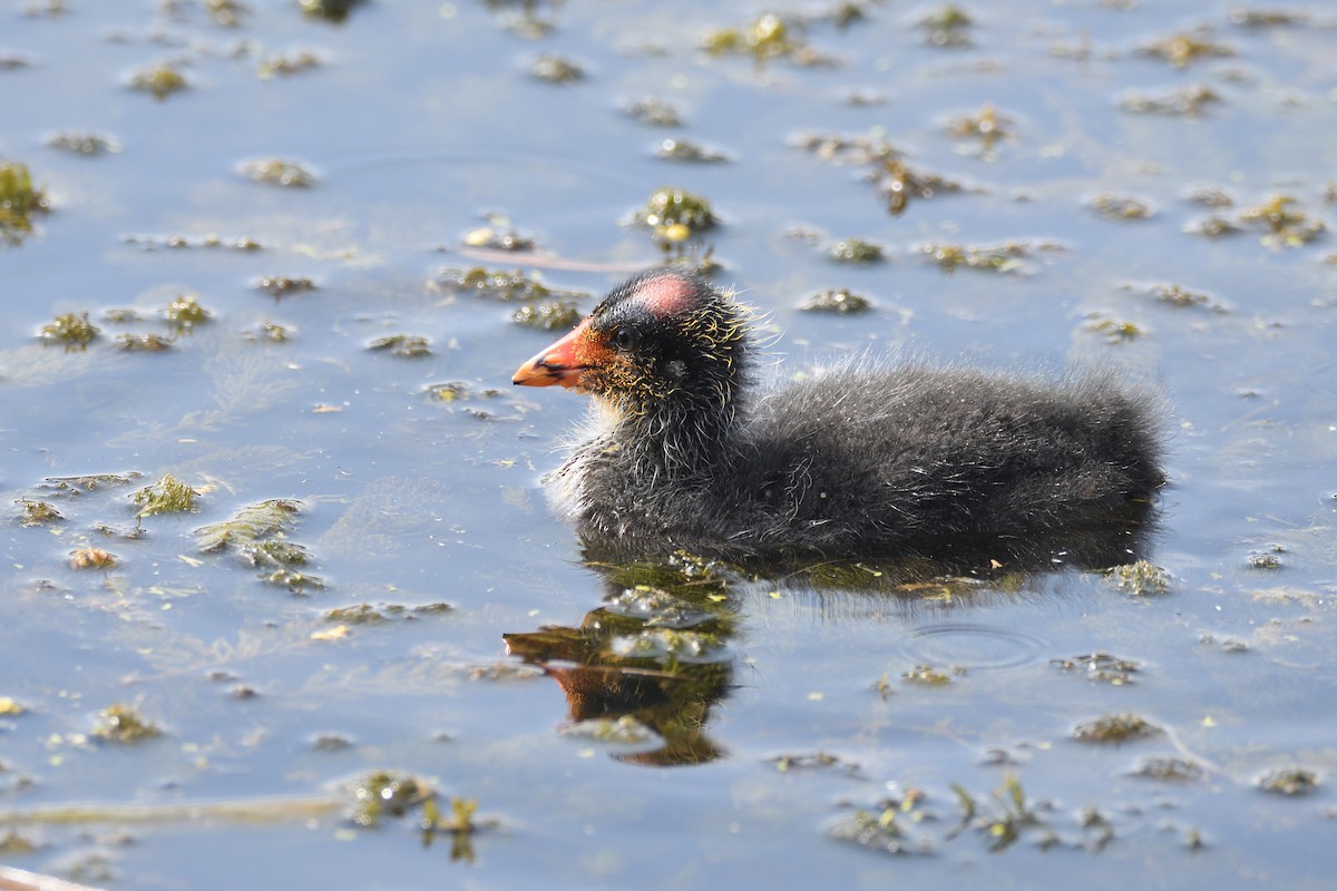 Red-knobbed Coot - ML619894308