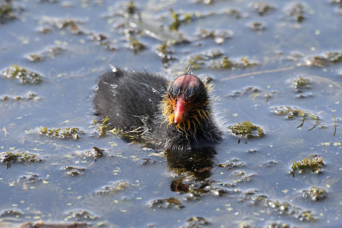 Red-knobbed Coot - ML619894309