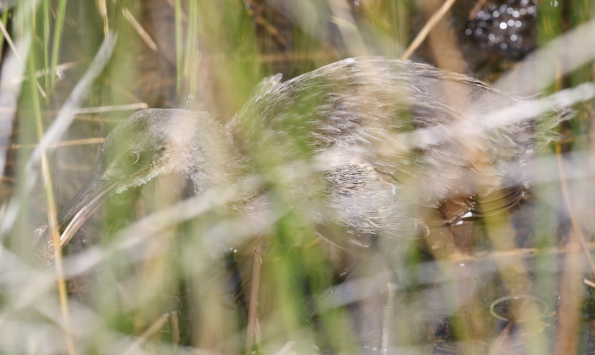 Clapper Rail - ML61989431