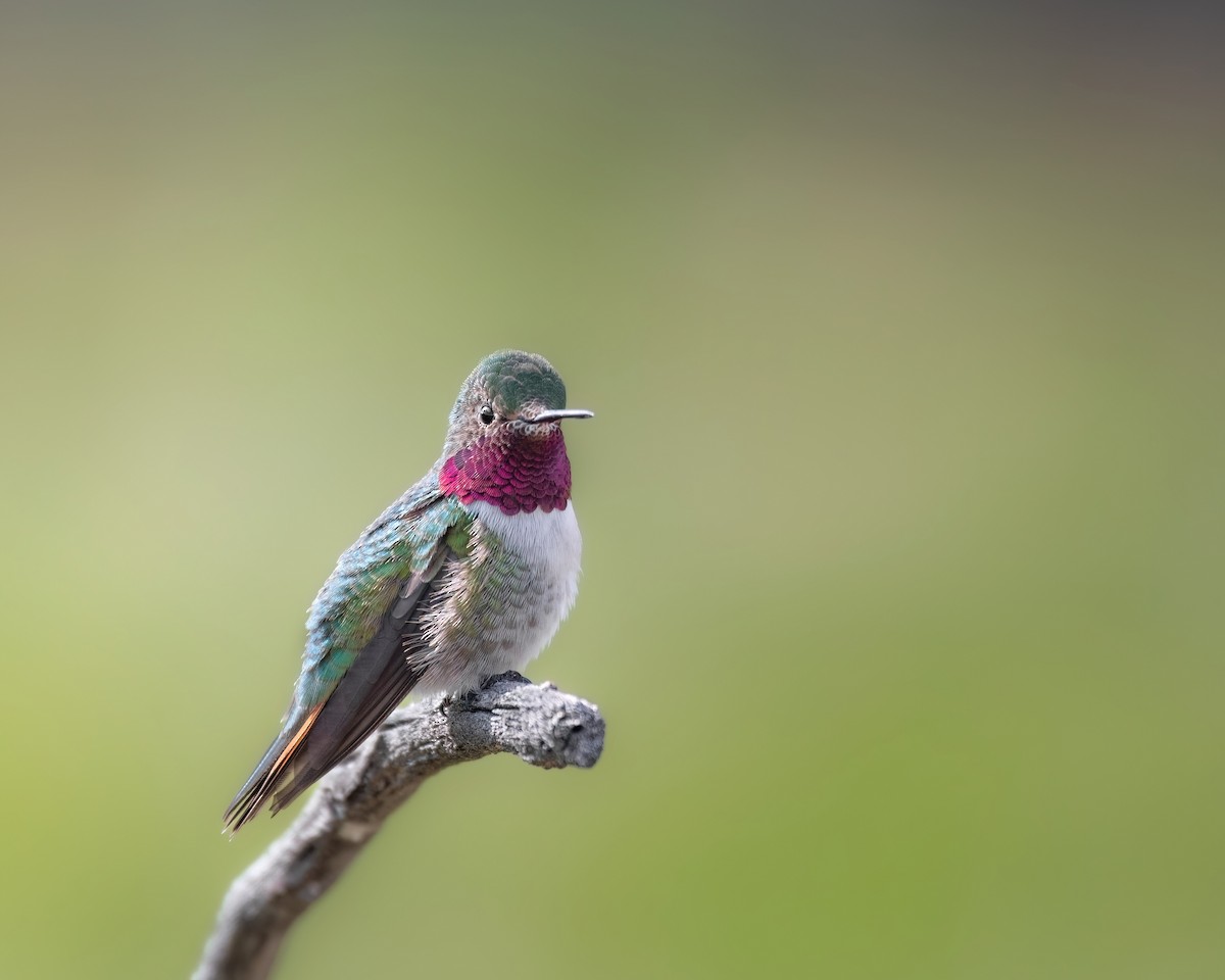 Broad-tailed Hummingbird - ML619894313