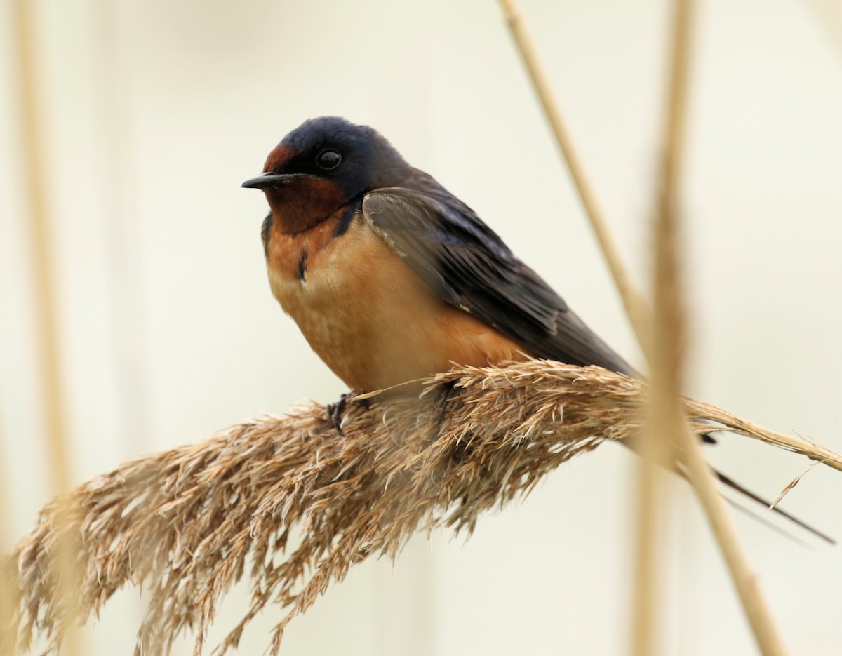 Barn Swallow - ML619894314