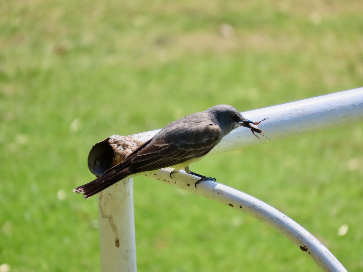 Cassin's Kingbird - ML619894322