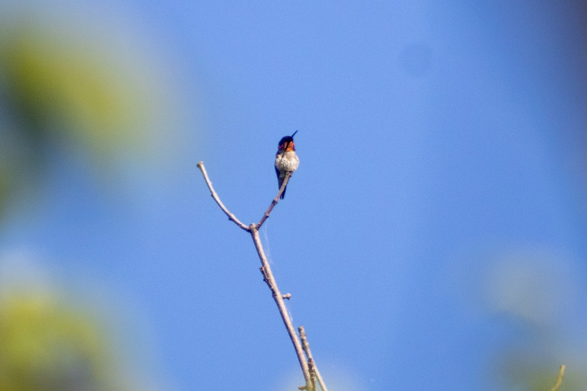 Ruby-throated Hummingbird - ML619894330