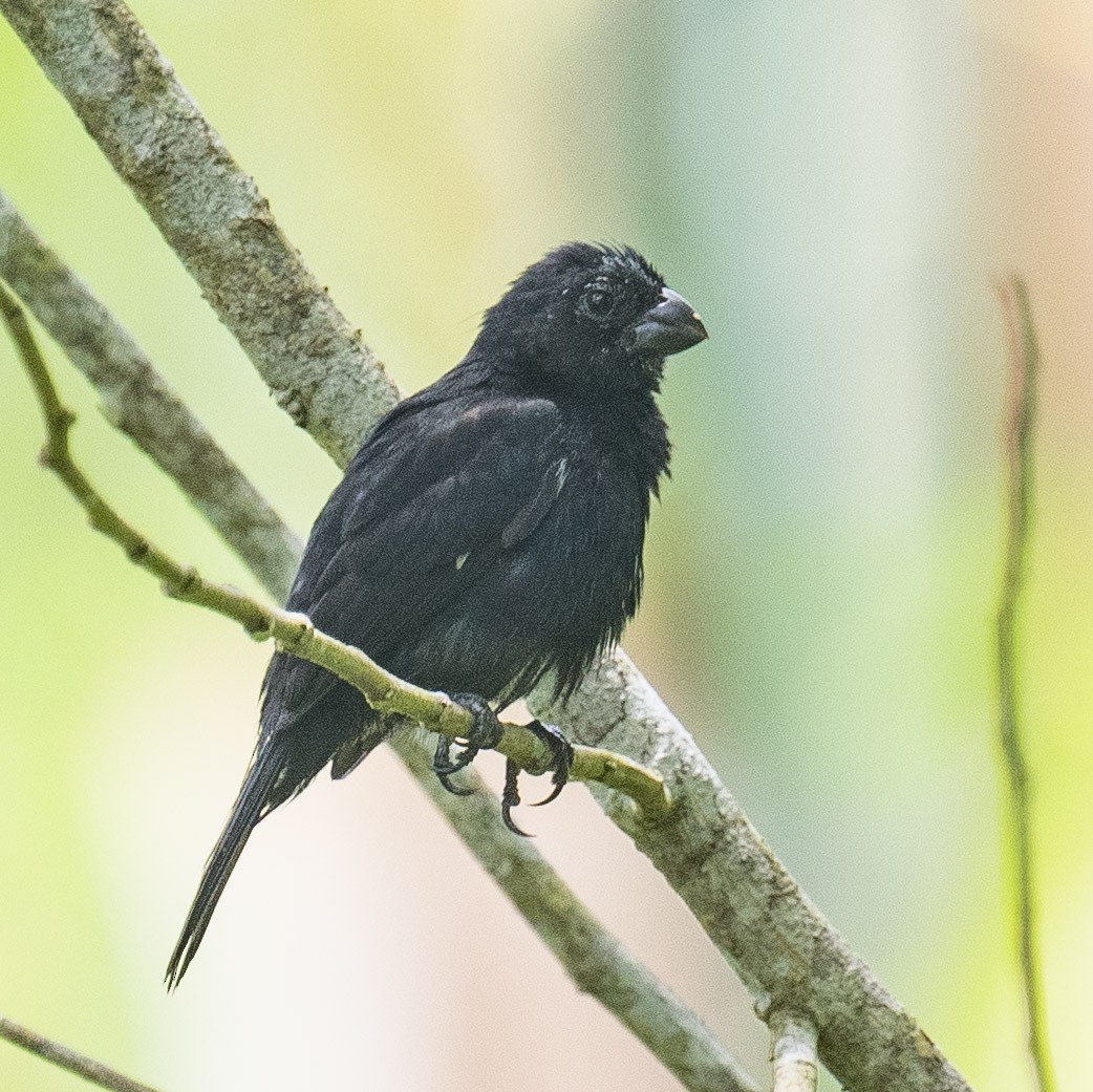 Variable Seedeater - ML619894335