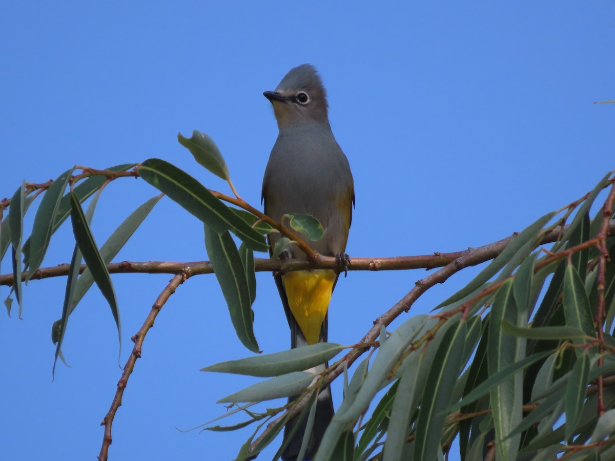 Gray Silky-flycatcher - ML619894336