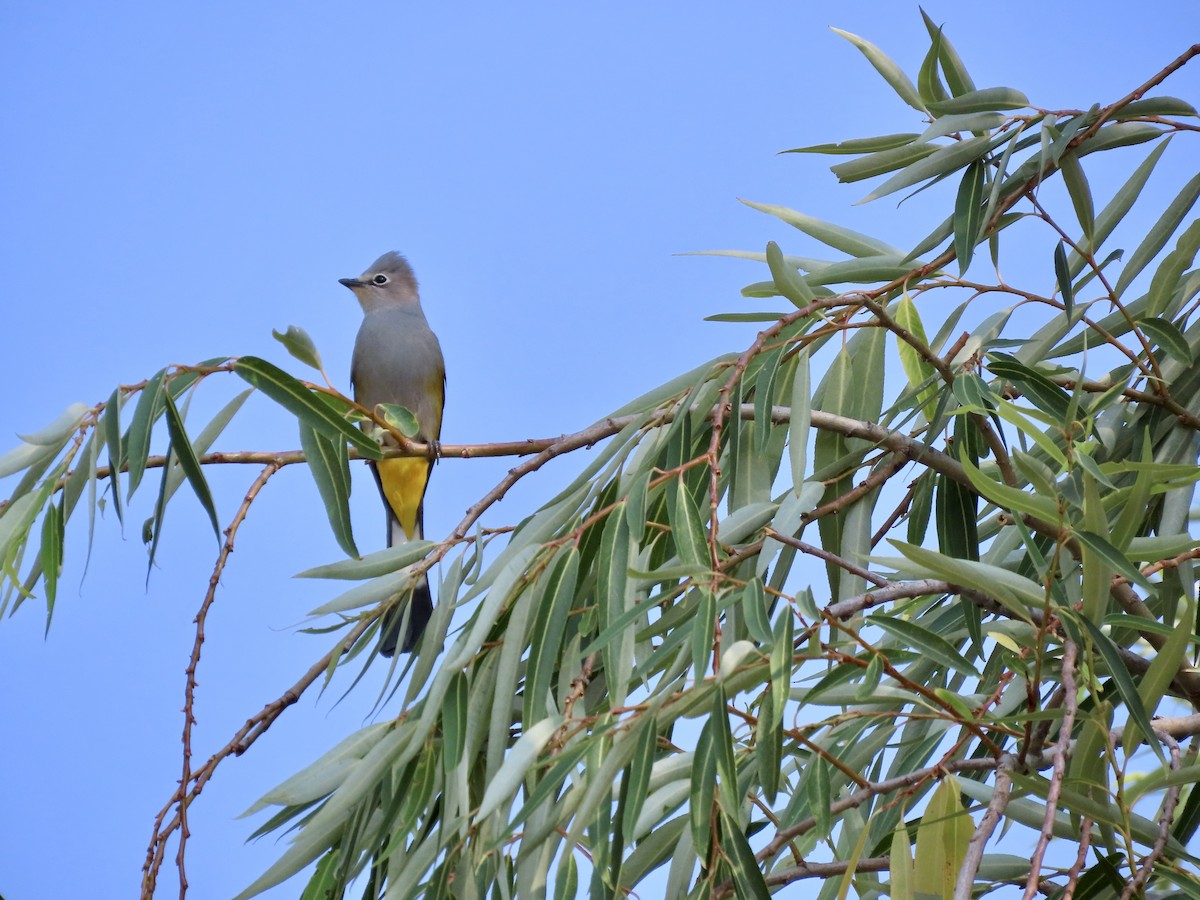 Gray Silky-flycatcher - ML619894337