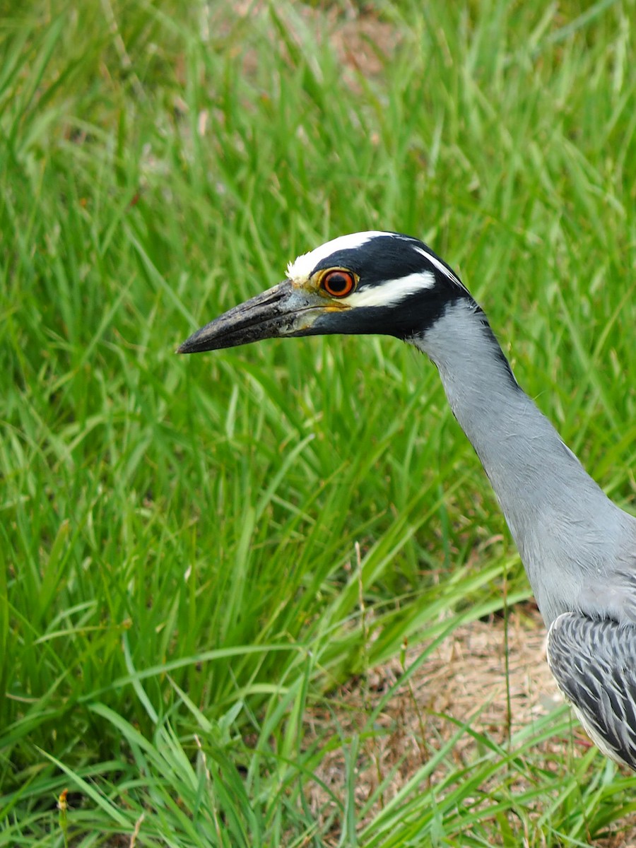 Yellow-crowned Night Heron - ML619894341