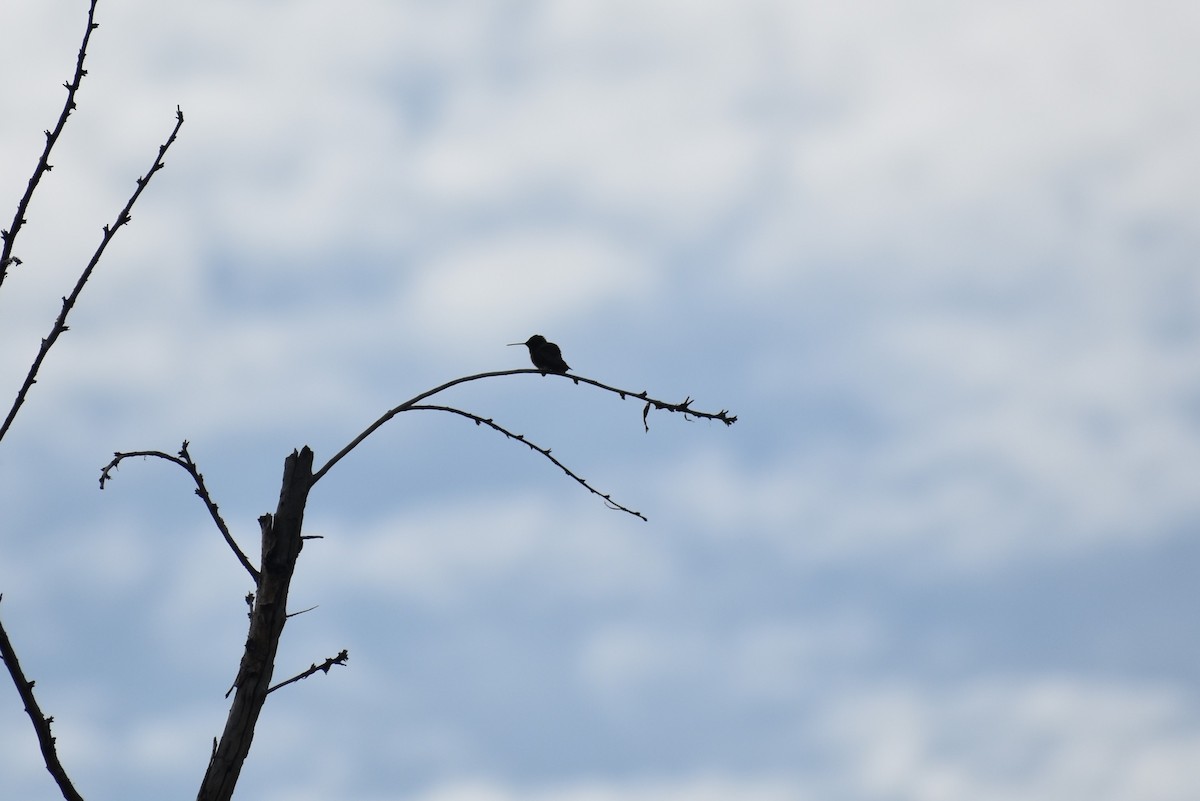 Black-chinned Hummingbird - ML619894353