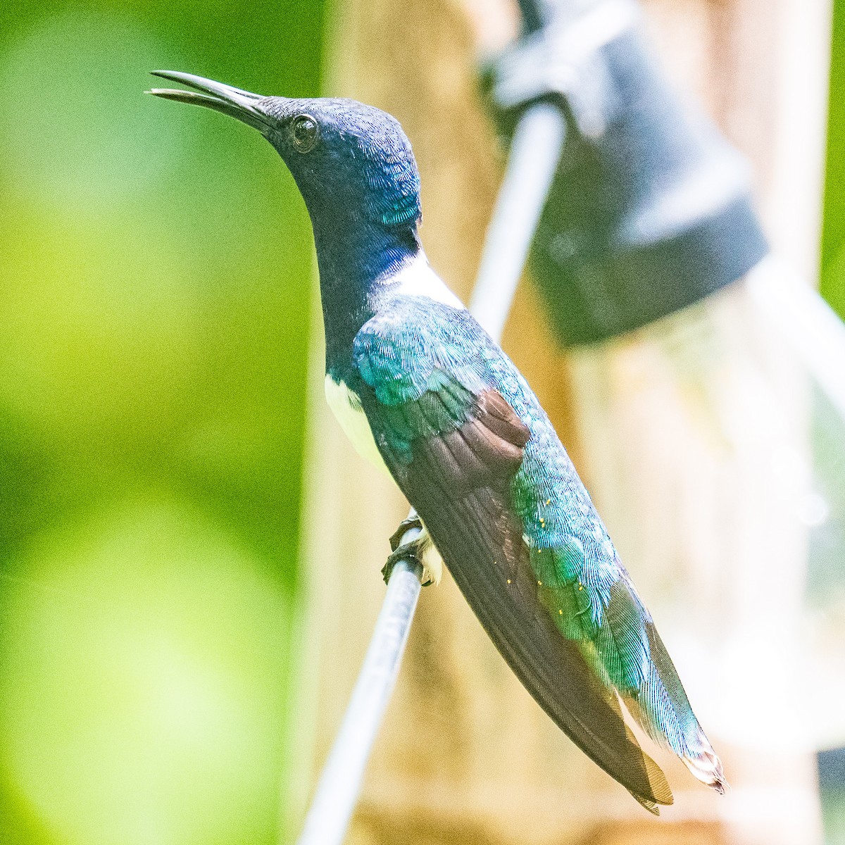 White-necked Jacobin - ML619894364