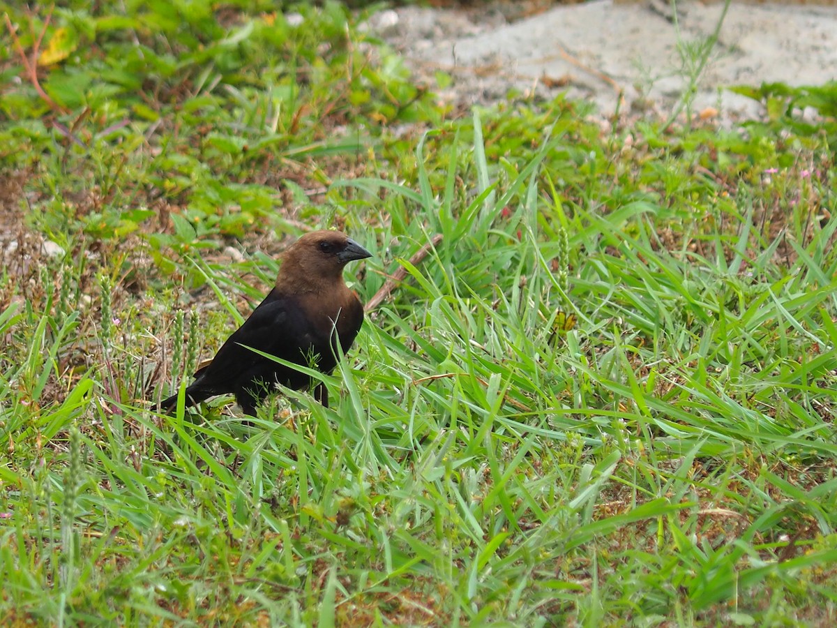 Brown-headed Cowbird - ML619894384