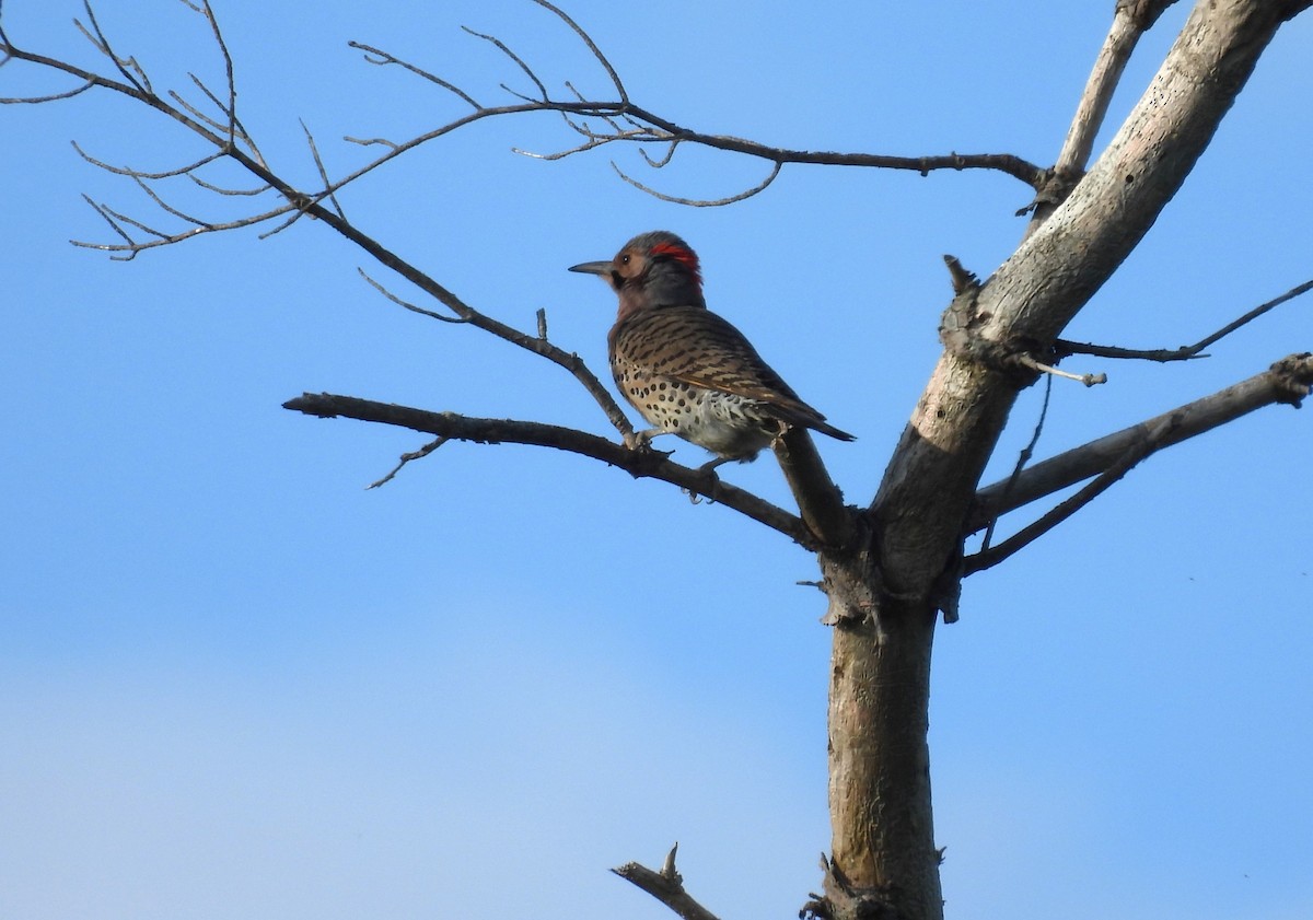 Northern Flicker - ML619894393