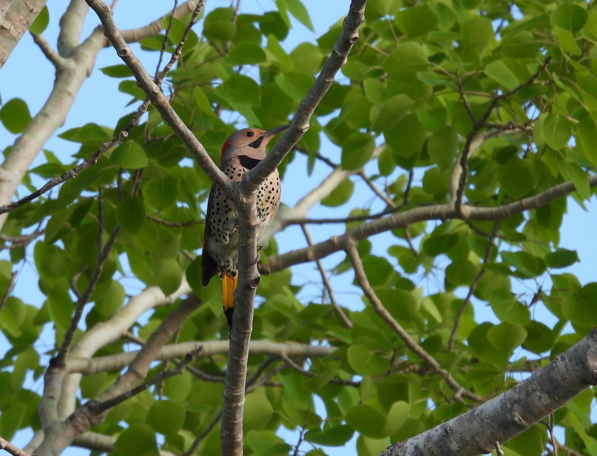 Northern Flicker - ML619894394