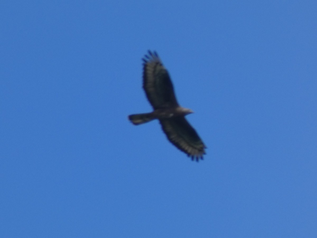 European Honey-buzzard - ML619894410