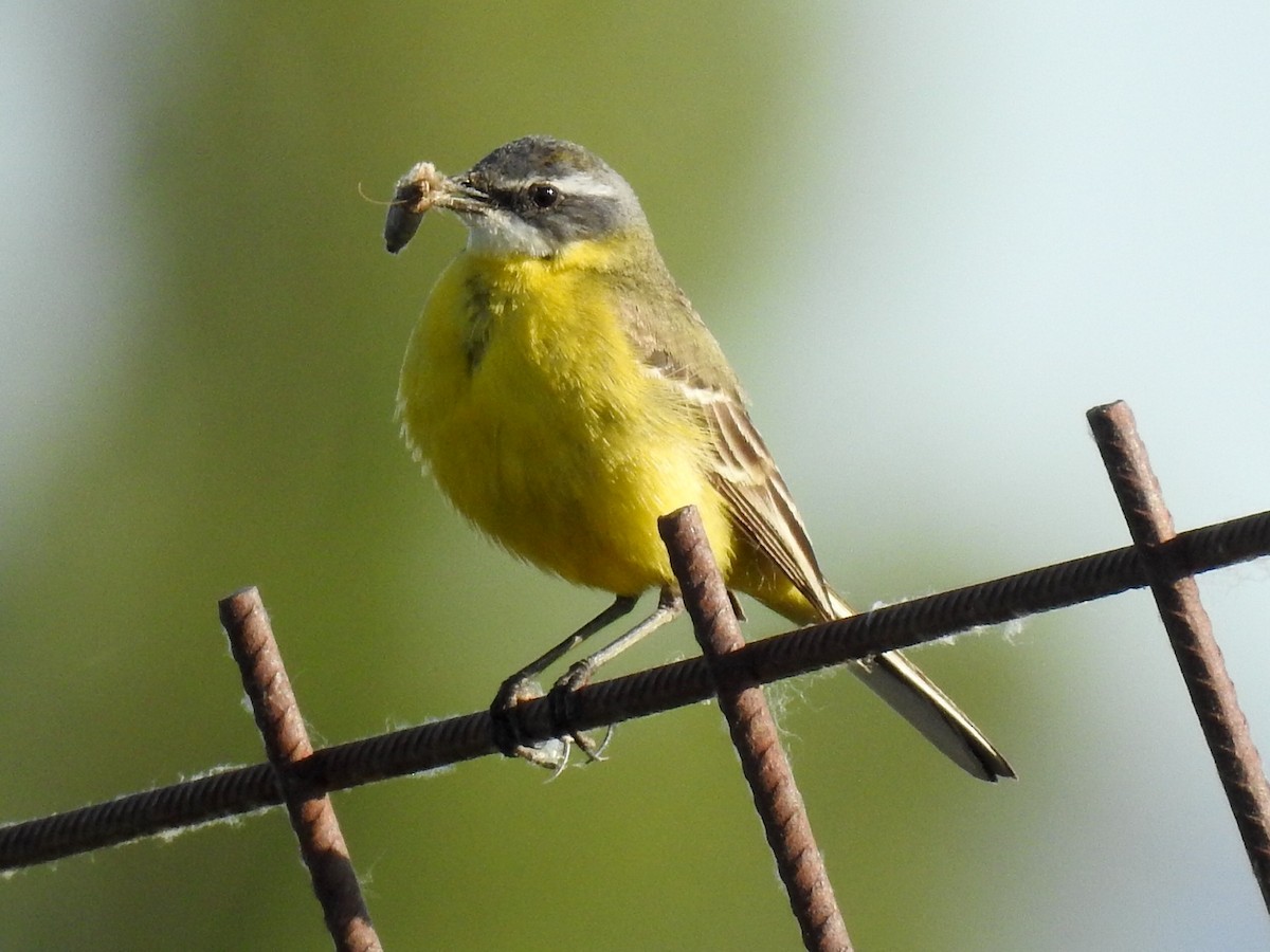 Western Yellow Wagtail - ML619894412