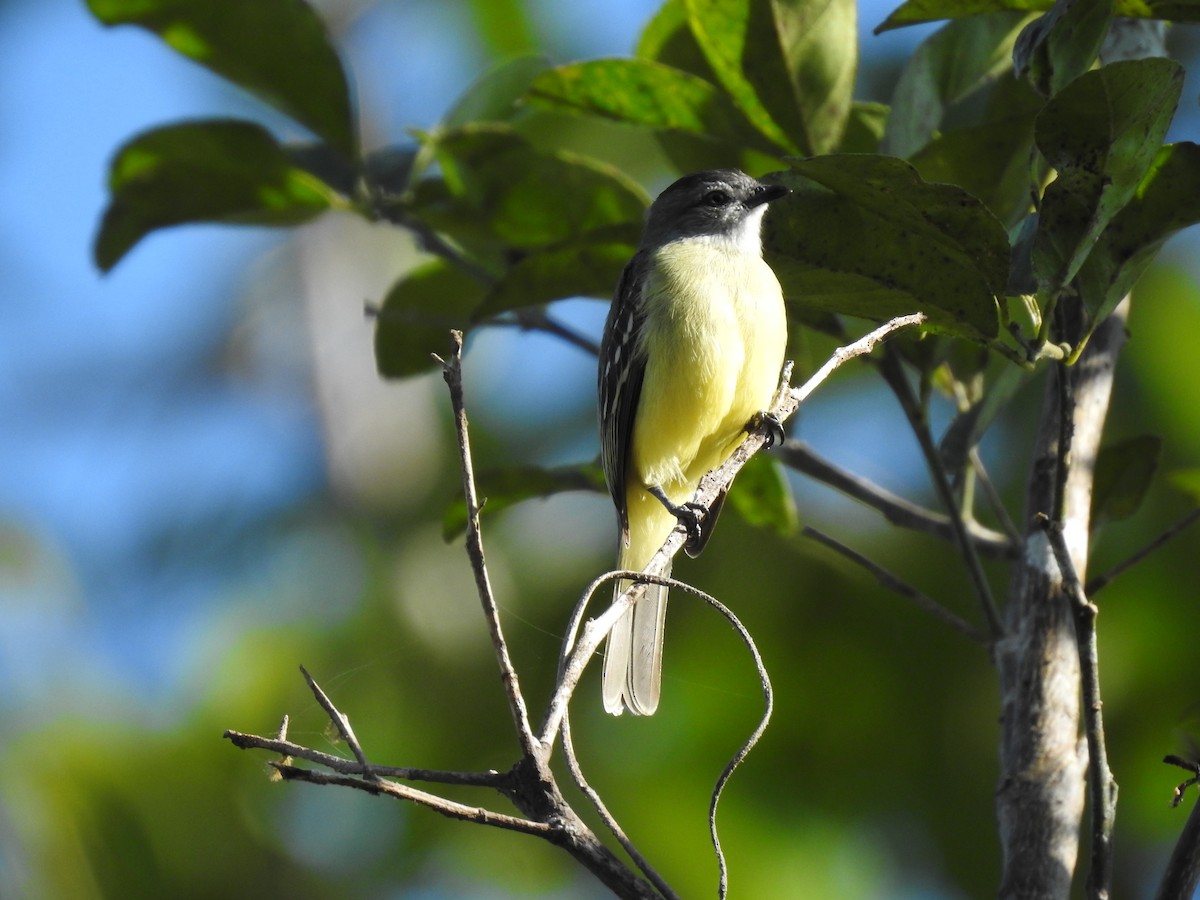 Yellow-crowned Tyrannulet - ML619894414