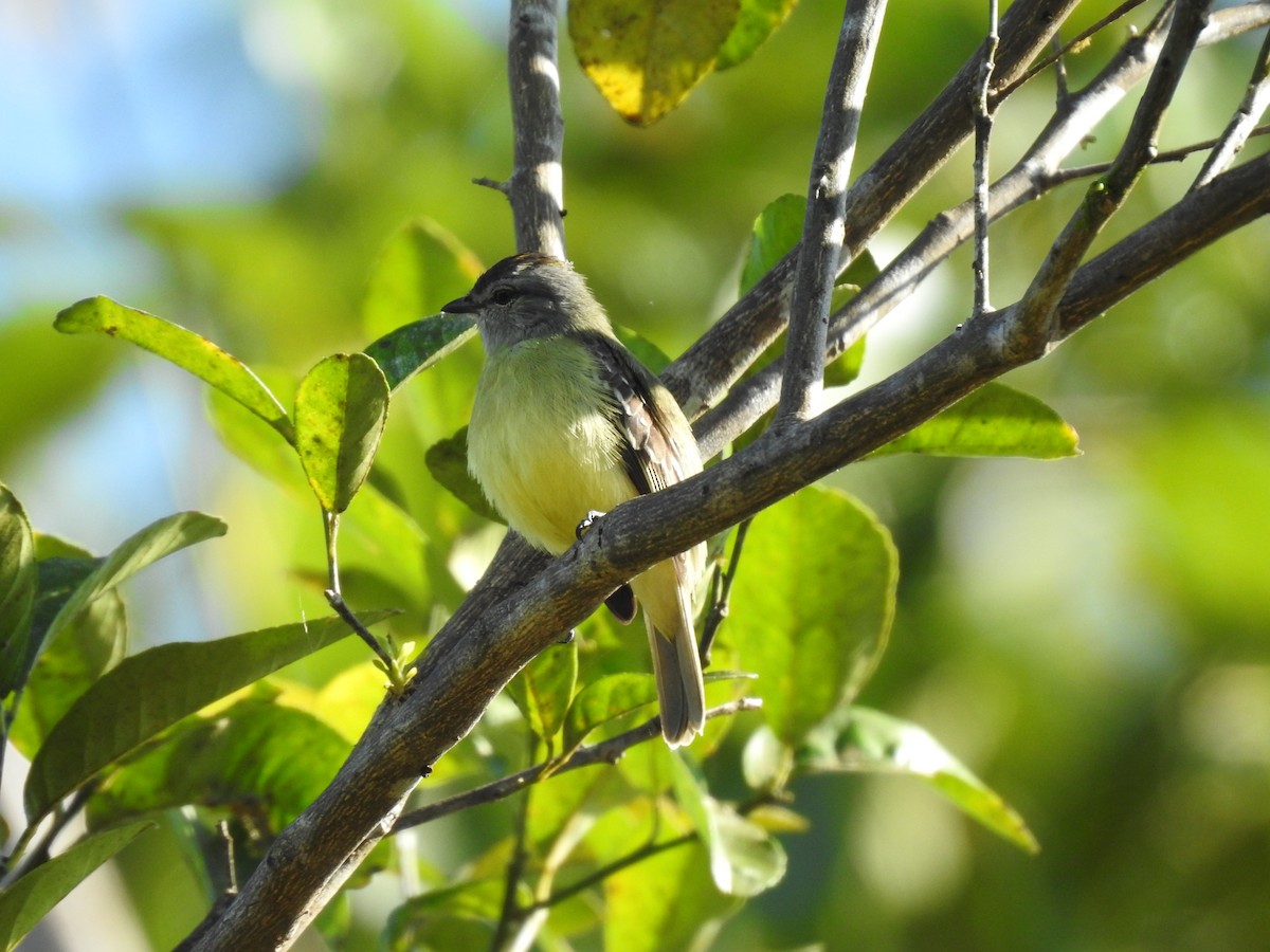 Yellow-crowned Tyrannulet - ML619894415