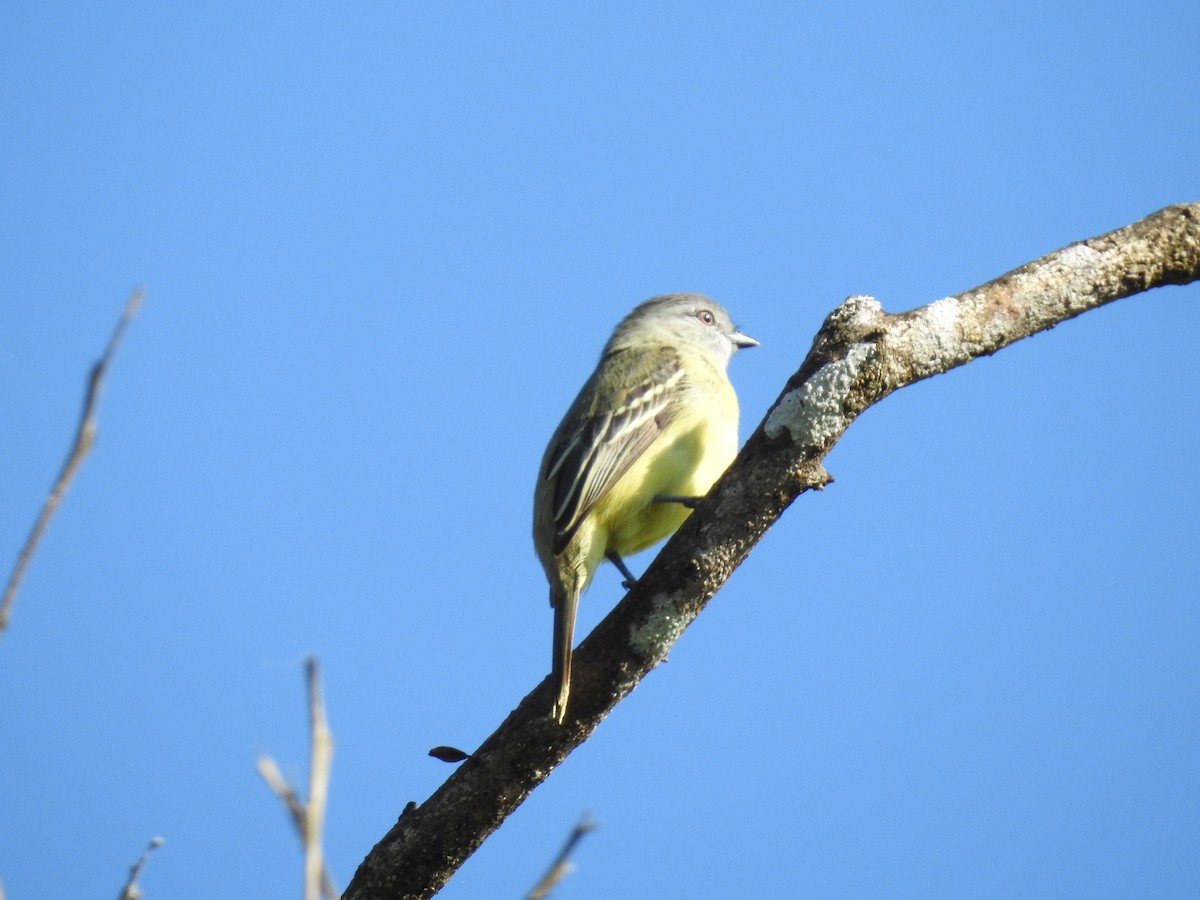 Yellow-crowned Tyrannulet - ML619894416