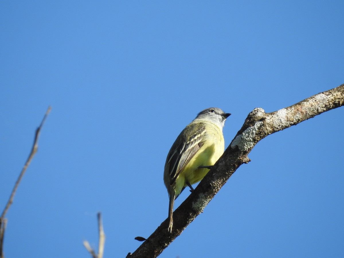 Yellow-crowned Tyrannulet - ML619894418