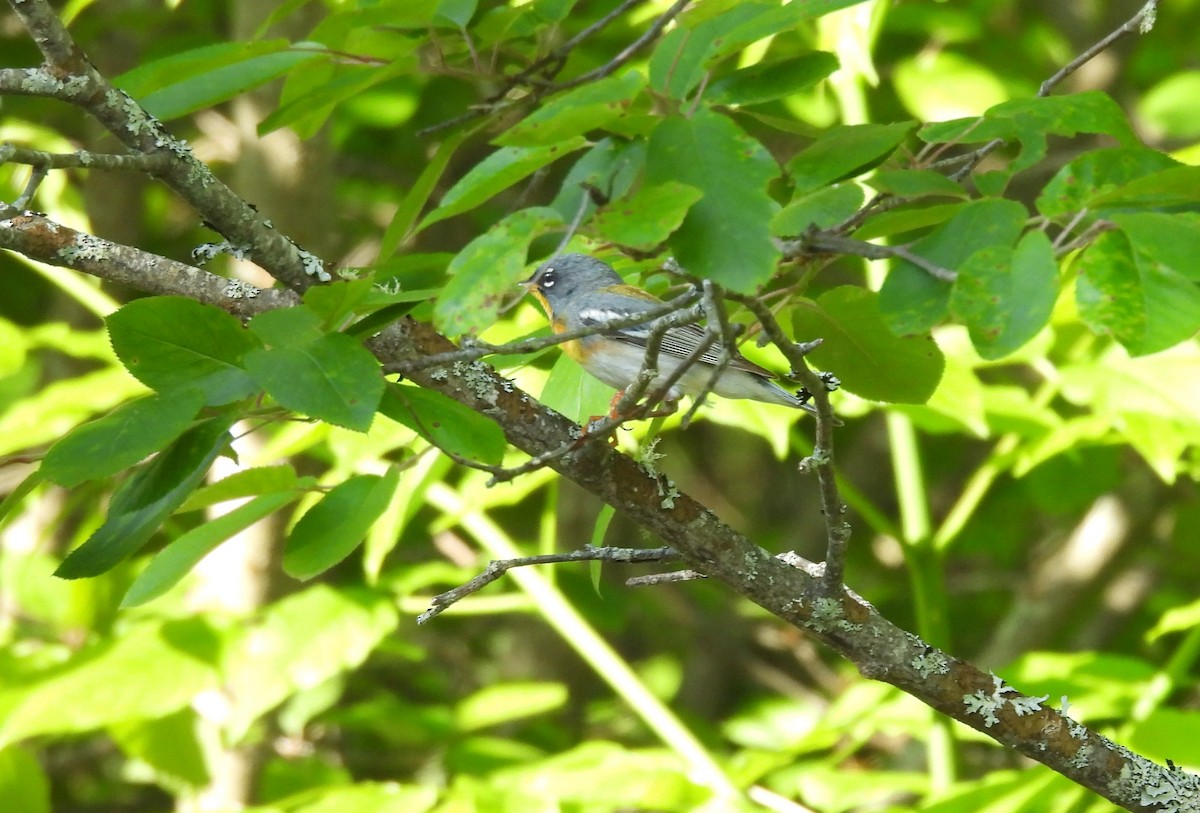 Northern Parula - ML619894419