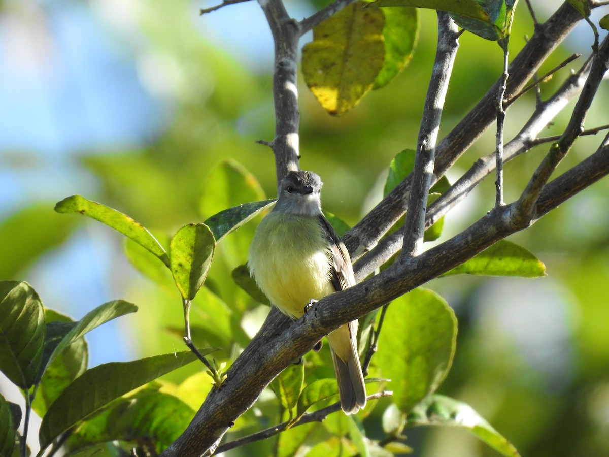 Yellow-crowned Tyrannulet - ML619894420