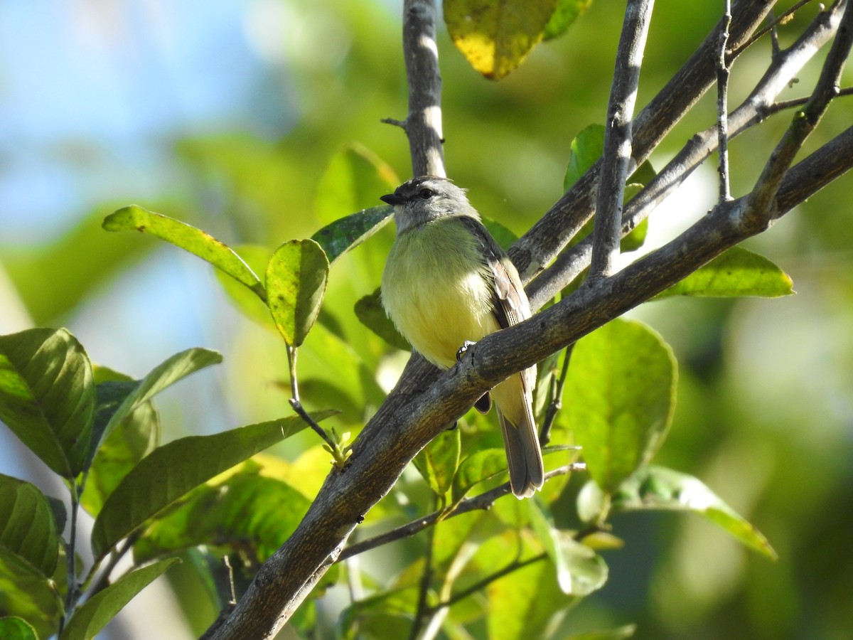 Yellow-crowned Tyrannulet - ML619894421