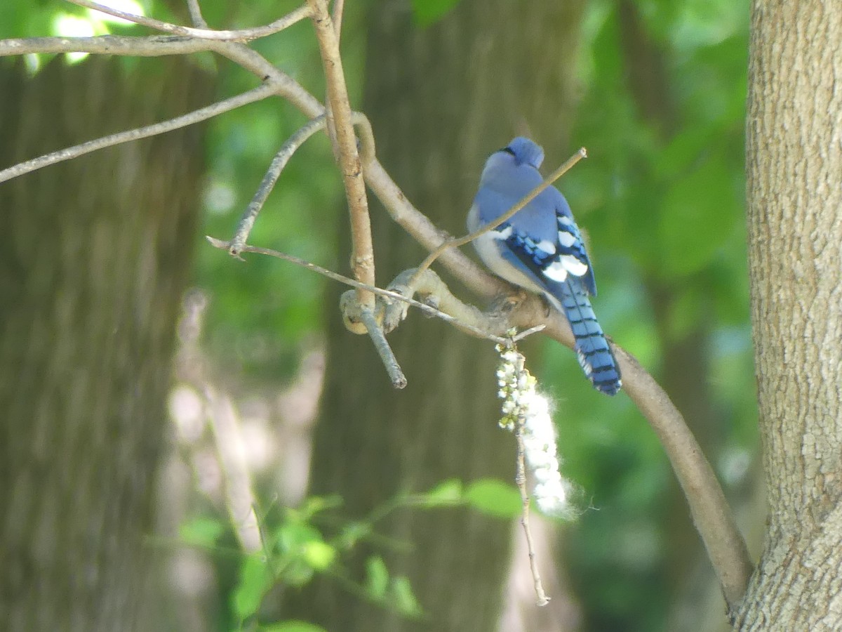 Blue Jay - ML619894429