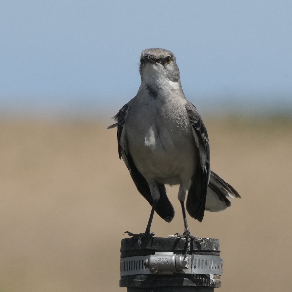 Northern Mockingbird - ML619894446