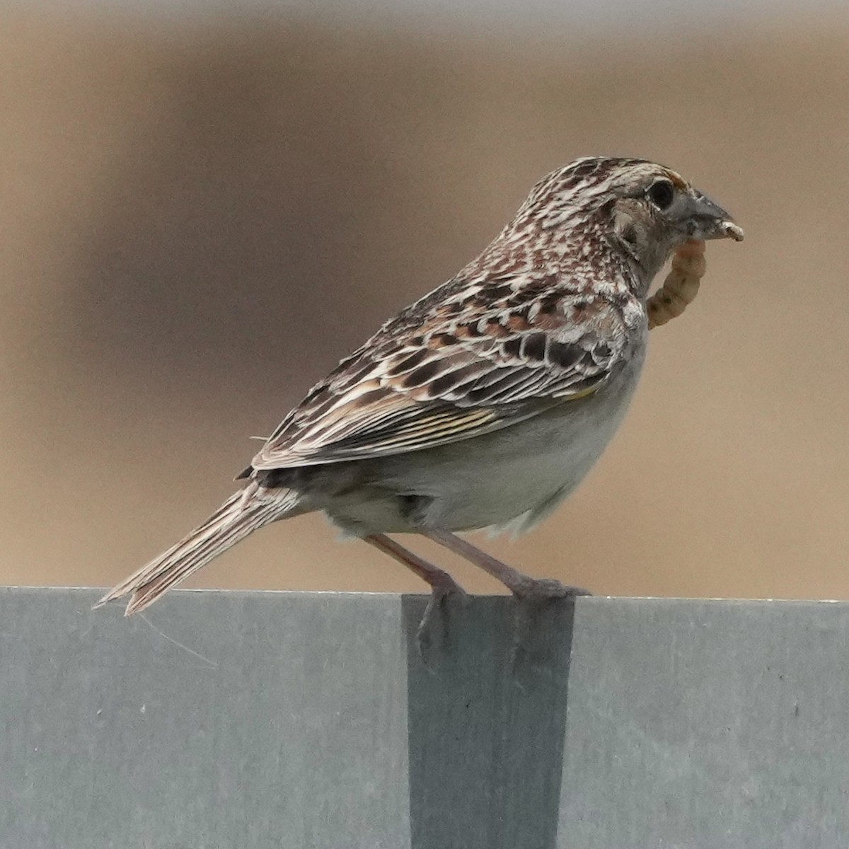 Grasshopper Sparrow - ML619894449