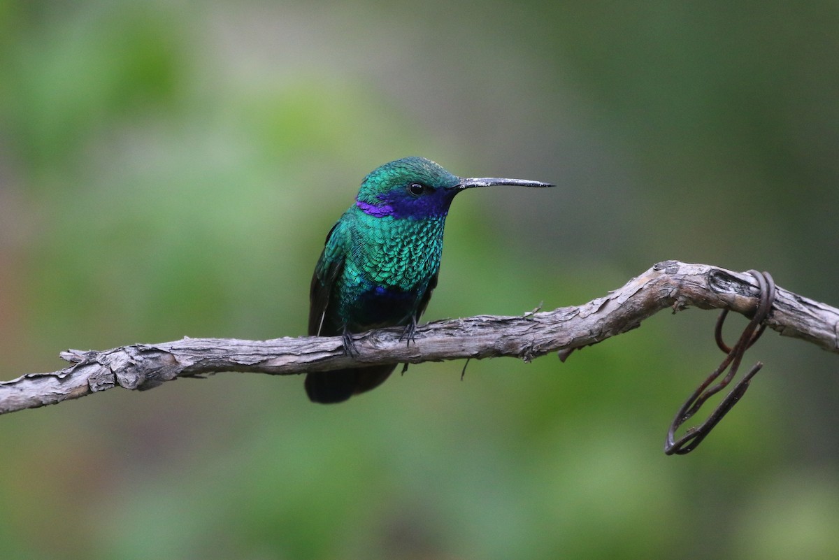 kolibřík modrolící - ML619894450