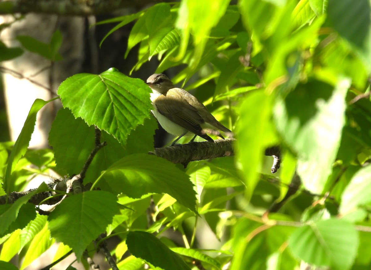 Red-eyed Vireo - ML619894454