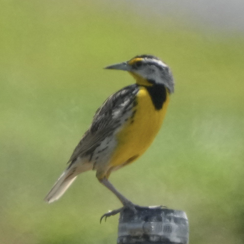 Eastern Meadowlark - ML619894455