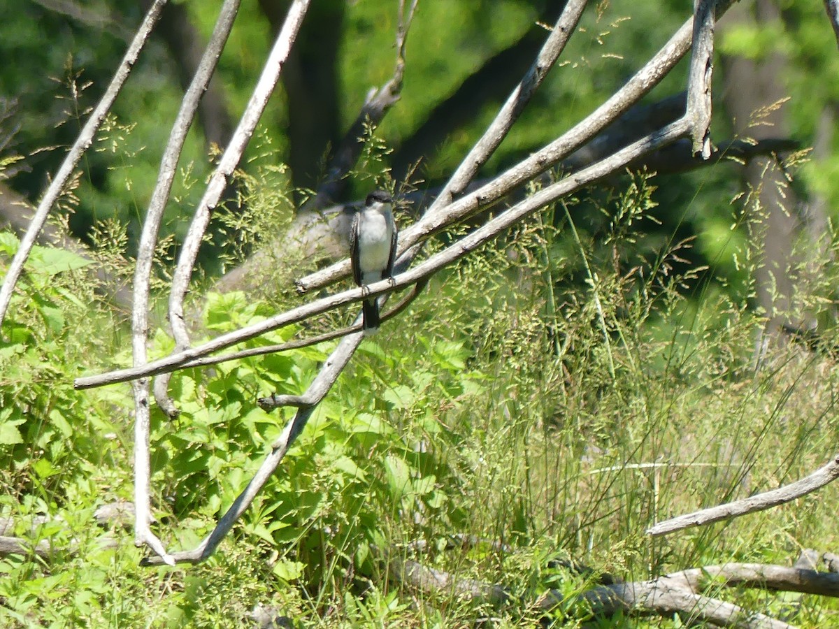 Eastern Kingbird - ML619894456