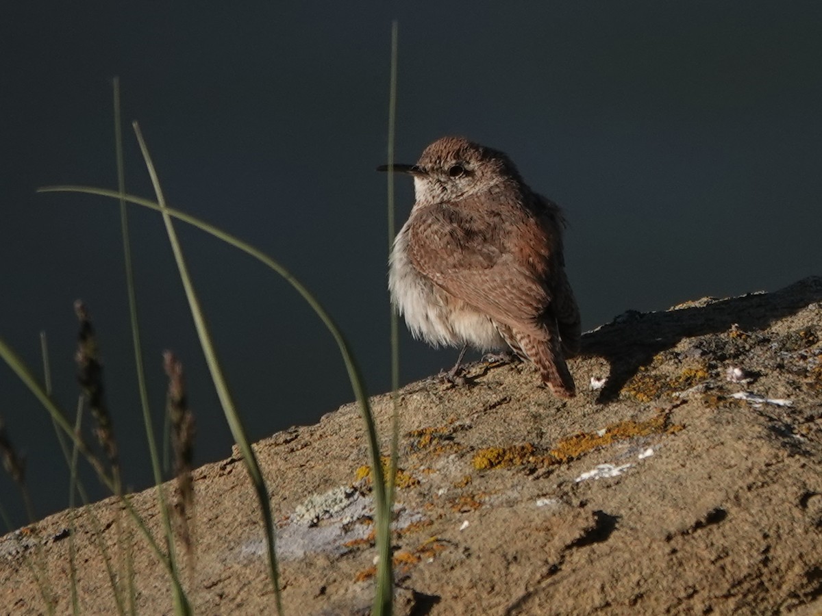 Rock Wren - ML619894474