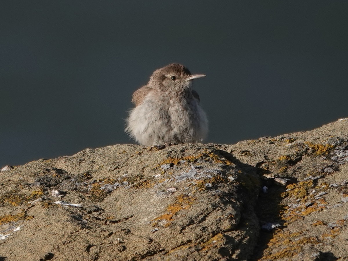 Rock Wren - ML619894475