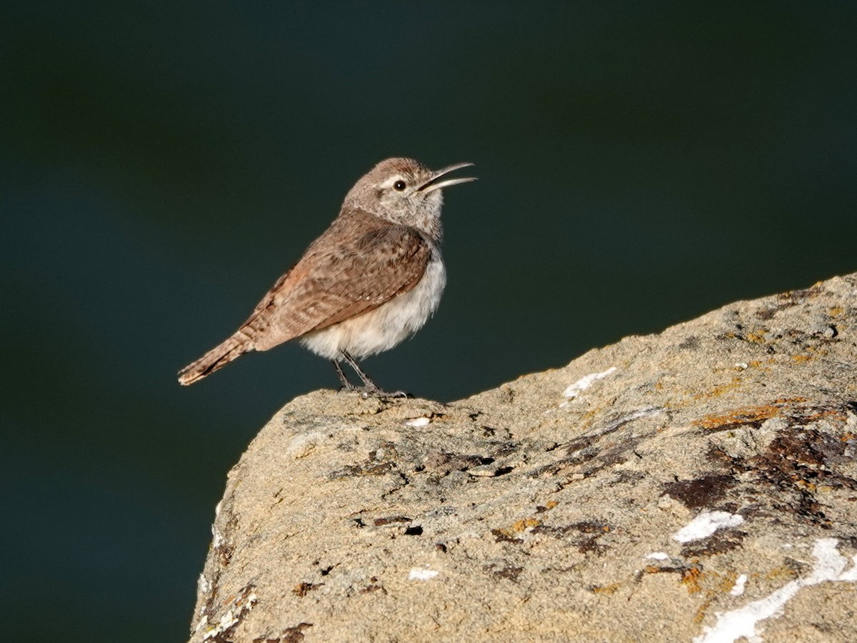 Rock Wren - ML619894480