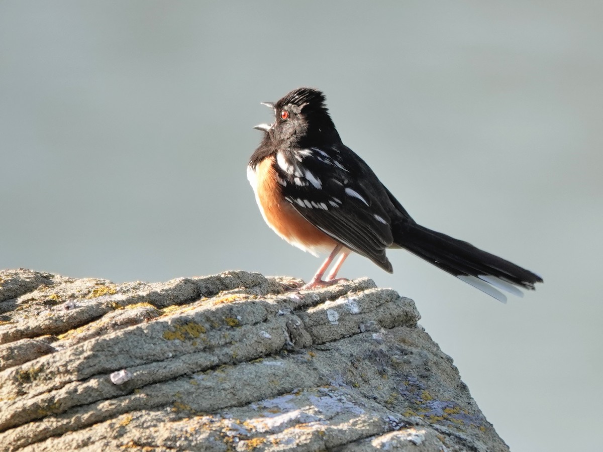 Spotted Towhee - ML619894491
