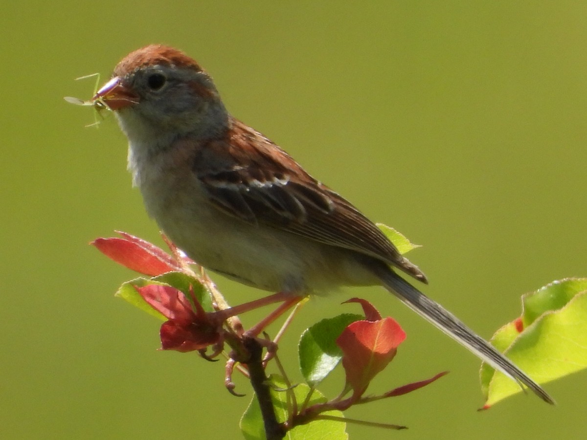 Field Sparrow - ML619894496