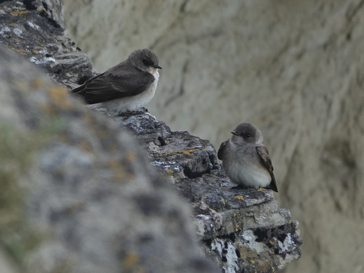 Northern Rough-winged Swallow - ML619894498
