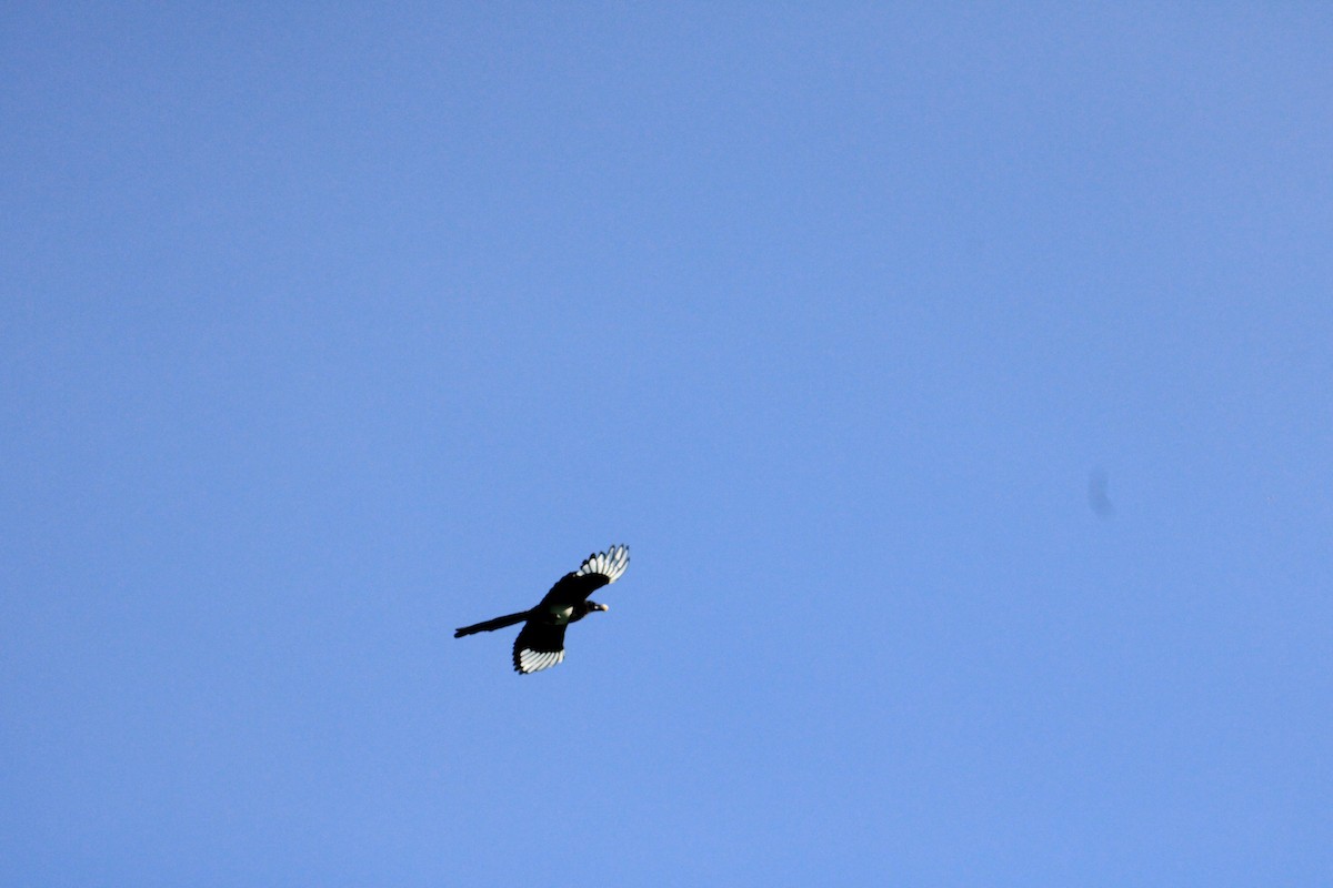 Black-billed Magpie - ML619894558